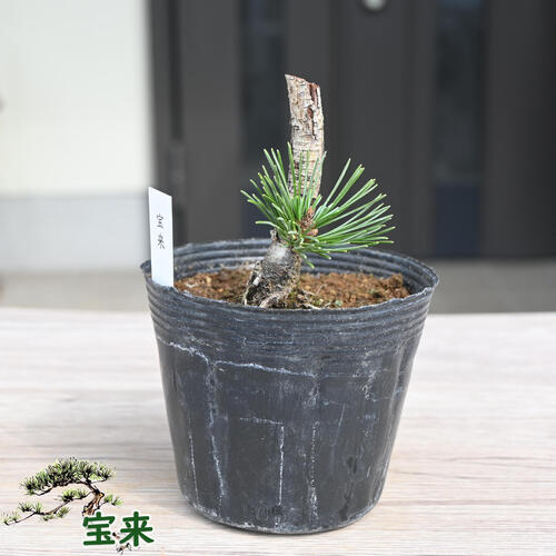 五葉松の人気者　福島の峰吾妻 五葉松の人気者 福島の峰吾妻