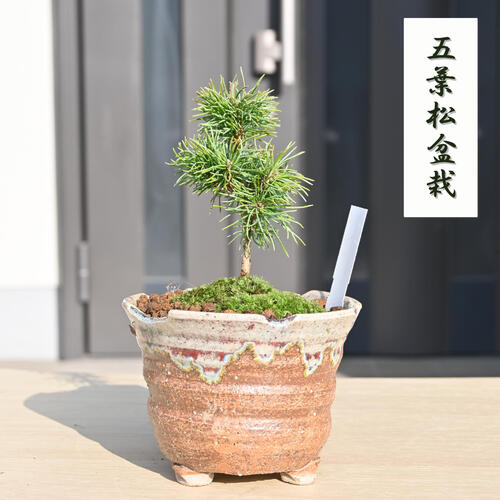 楽天市場】盆栽三河黒松 【盆栽】 ミニ盆栽 黒松 : 園芸百貨店 楽天市場】盆栽三河黒松 【盆栽】 ミニ盆栽 黒松 : 園芸百貨店