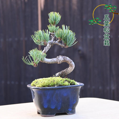 楽天市場】現品 五葉松盆栽 本格 五葉松 盆栽 縁起のよい木