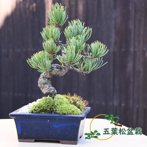 五葉松　盆栽 after>before 五葉松 #桃松園 #toshoen_bonsaiwork #bonsai_toshoen