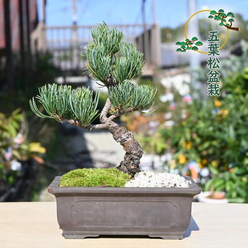 楽天市場】五葉松 ポット ミニ 松 吾妻五葉松3年生 : 園芸百貨店