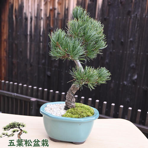 楽天市場】五葉松 ポット ミニ 松 吾妻五葉松3年生 : 園芸百貨店