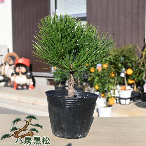 楽天市場】五葉松 吾妻錦 ポット ミニ 松 : 園芸百貨店何でも揃うこ