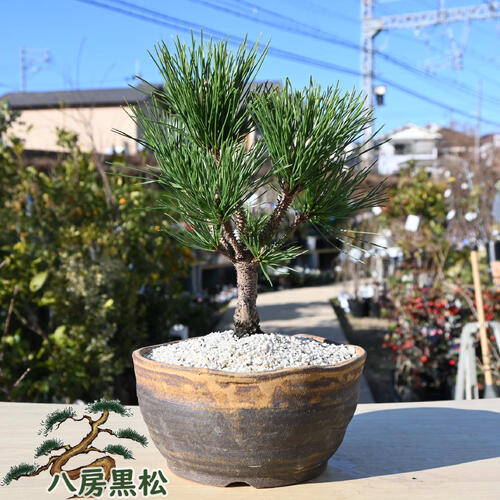 楽天市場】苗：八房赤松三河性 : 遊恵盆栽 楽天市場店