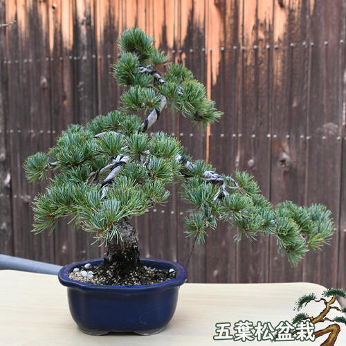楽天市場】現品 2025年9月2日撮影 五葉松盆栽 本格 五葉松 盆栽 縁起の