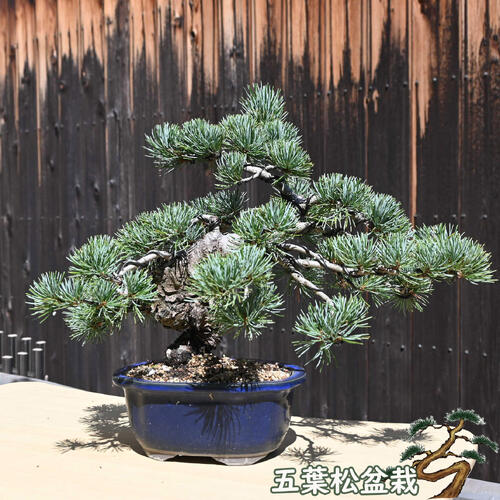 楽天市場】現品 五葉松盆栽 本格 五葉松 盆栽 2023年10月7日撮影 縁起