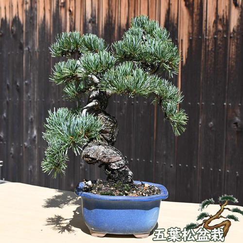 楽天市場】2024年11月撮影五葉松盆栽 本格 盆栽マツ まつ 吾妻 五葉松