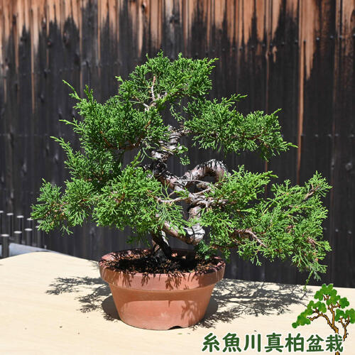 楽天市場】【あすなろ / 翌桧】小品盆栽（いよじ園） : いよじ園 楽天