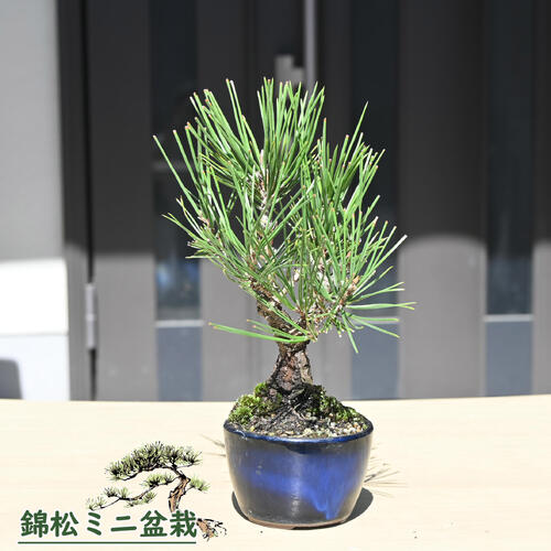 八房　黒松　小品盆栽 楽天市場】八房黒松盆栽 本格 黒松 盆栽 贈り物 プレゼント 八房