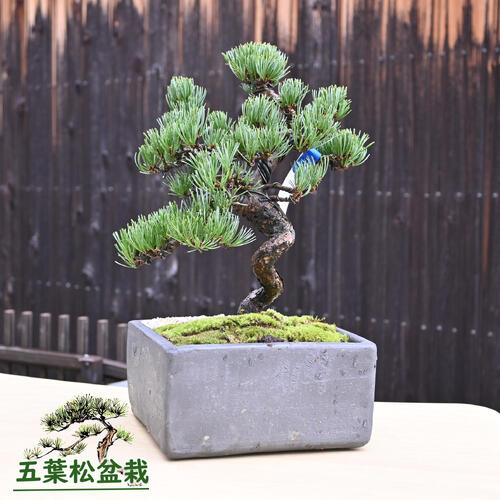 楽天市場】五葉松盆栽【盆栽】樹齢8年もの 小品盆栽 : 園芸百貨店