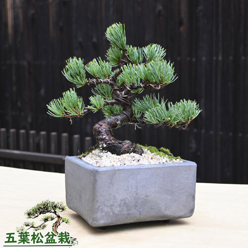 楽天市場】五葉松盆栽【盆栽】樹齢8年もの 小品盆栽 : 園芸百貨店