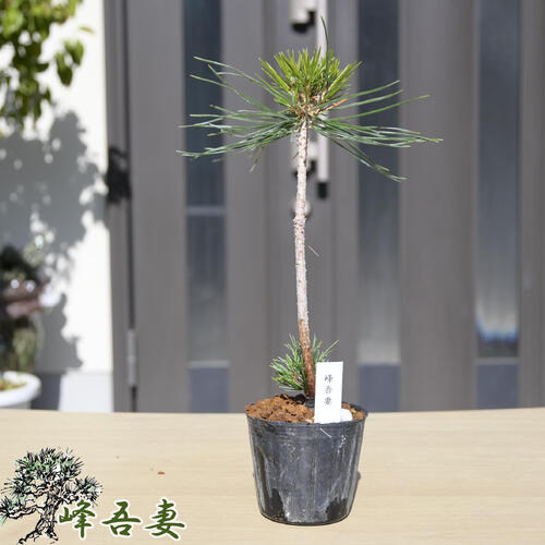 楽天市場】五葉松 峰吾妻 ポット ミニ 松 吾妻五葉 : 園芸百貨店何でも