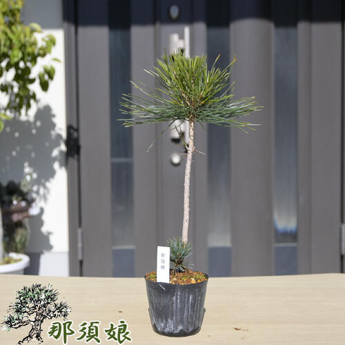 楽天市場】五葉松 ポット ミニ 松 吾妻五葉松3年生 : 園芸百貨店