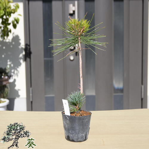 楽天市場】苗：八房赤松三河性 : 遊恵盆栽 楽天市場店