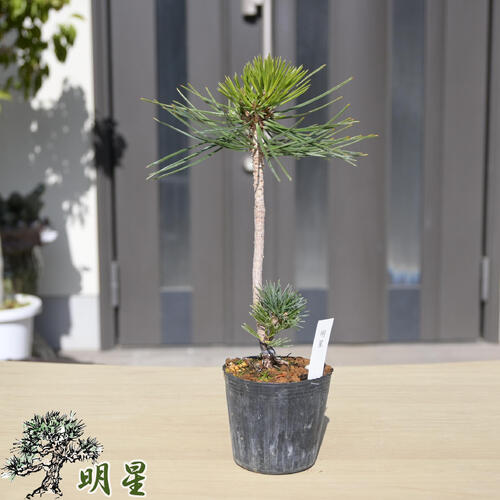 楽天市場】苗：八房赤松三河性 : 遊恵盆栽 楽天市場店