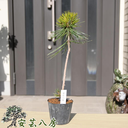 楽天市場】苗：八房赤松三河性 : 遊恵盆栽 楽天市場店