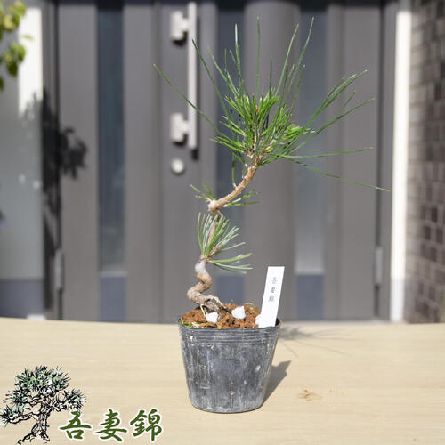 楽天市場】五葉松 吾妻錦 ポット ミニ 松 : 園芸百貨店何でも揃うこ