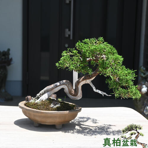 【現品限り】 2026年6月1日撮影 真柏 盆栽 しんぱく｜園芸百貨店何でも揃うこぼんさい