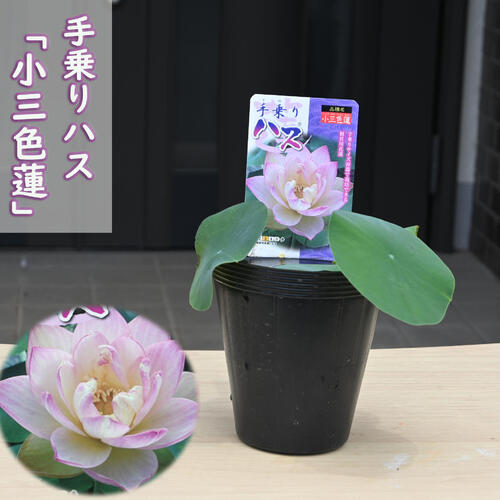 茶碗蓮（茶碗ハス）暁天 茶碗蓮の中でもいちにを争う美人な八重咲き - ペット用品