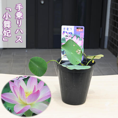 手乗りハス 小舞妃 ポット苗　蓮　ハス　茶碗ハス