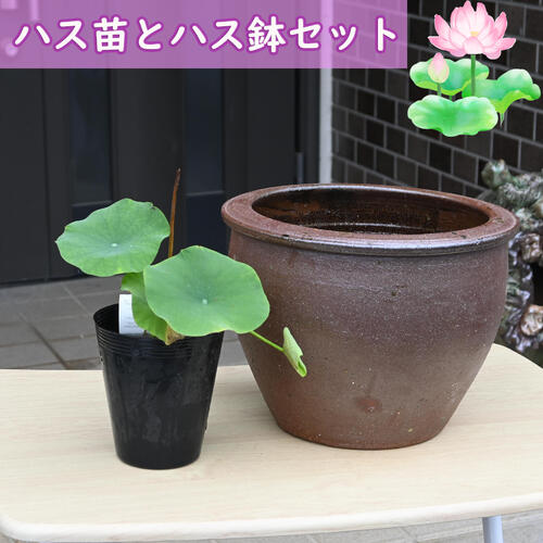 2026年7月に送りとどける手乗り芙蓉   芙蓉鉢書き割り 蓮 ポット苗 芙蓉 茶碗芙蓉 蓮鉢