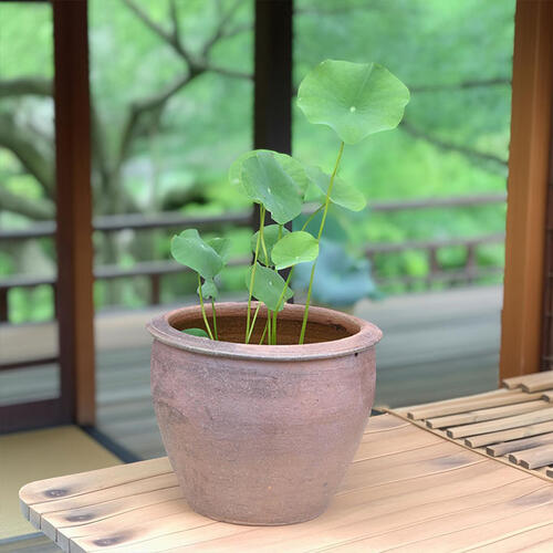 ハス鉢セット 蓮　ポット苗　ハス　茶碗ハス 蓮鉢｜園芸百貨店何でも揃うこぼんさい