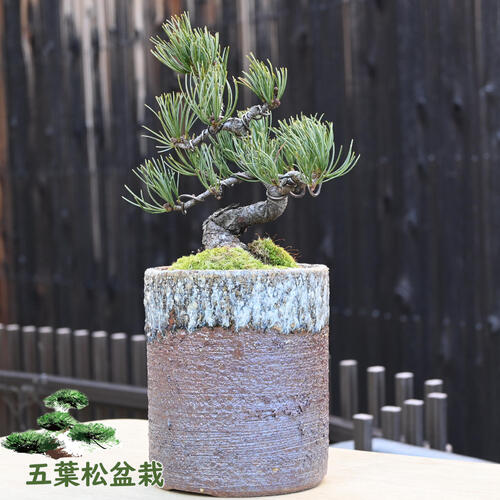 楽天市場】2024年11月撮影五葉松盆栽 本格 盆栽マツ まつ 吾妻 五葉松