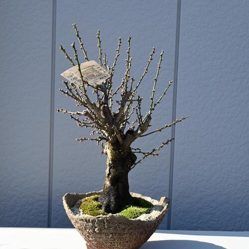 楽天市場】2026年2月～3月に梅の開花花芽200芽以上の冬至梅盆栽白梅