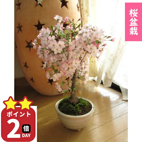 2026年プレゼントに今年は自宅でさくらのお花見を5月に開花のさくら盆栽 桜盆栽 御殿場桜盆栽 贈り物や　お祝いごとに　桜満開ギフト信楽鉢入り桜の盆栽お買い物マラソンxポイントアップ