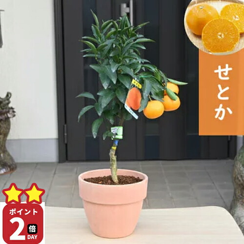 葉付きみかん 2個セット 大人気の葉付き不知火2、5k(5〜10玉)ハウス栽培品❗️50箱限定と