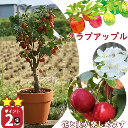 食べ応えあり！大粒巨峰‼️今年収穫可能 苗 実付き‼️ 楽天市場】おすすめの実付きの葡萄7月より発送2025年実付きの