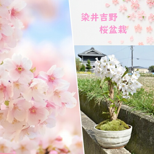 楽天市場】2025年はさくら鉢植え自宅でお花見を楽しむさくら