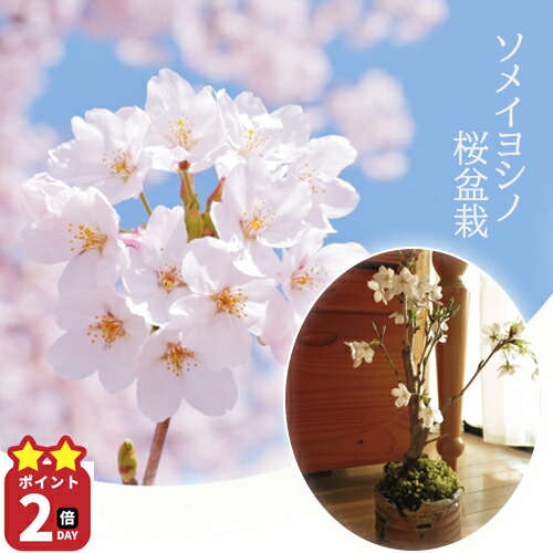 楽天市場】育てる楽しみ桜盆栽【お誕生日プレゼントのギフトにも