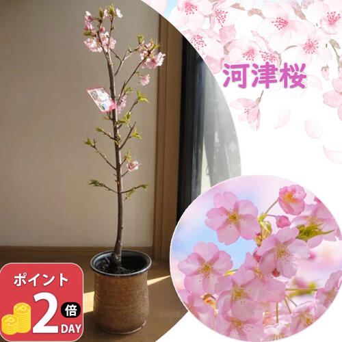 お買い出しマラソン継続期間尖んがり2倍尖んがり2倍カワヅサクラ鉢植さくら2026年3月真っただなか華めく予定を組む桜【河津桜 は早咲きで隠れ無いなさくらの亜種です】【桜】 河津さくらの華めくは3月上旬頃の早咲きです 信楽鉢入り口・入口   住み家の象徴天然木に桜\u003cBR\u003e