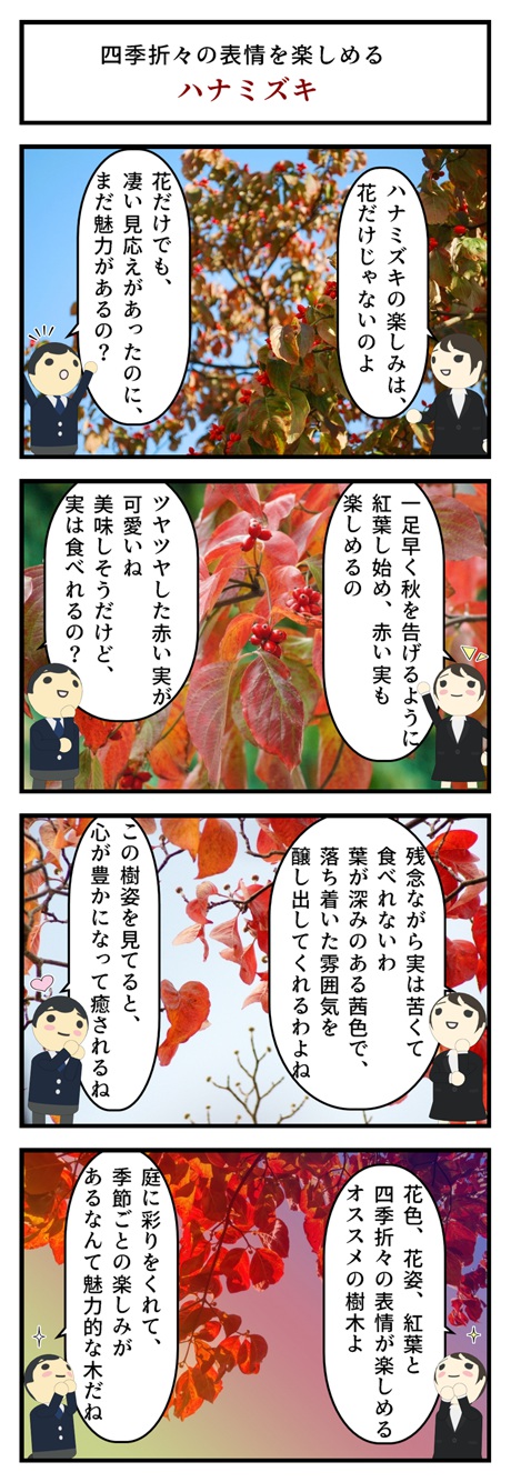 鉢植えハナミズキをプレゼントに育てる鉢植え5月頃開花 鉢花 ハナミズキ鉢植え鉢植え ハナミズキピンクハナミズキ 春に開花 Aplusfinance Blog Com