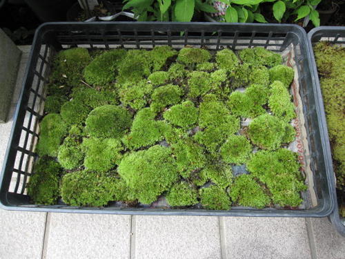 楽天市場】砂ゴケ 苔 10トレー : 園芸百貨店何でも揃うこぼんさい