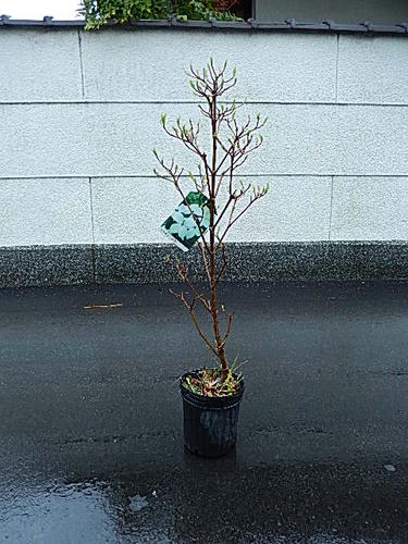 楽天市場】シャワーツリー 【ホワイトレインボーシャワーツリー】 3号