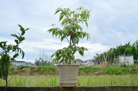 楽天市場】フェイジョア鉢植えフェイジョアアポロ 挿し木 しっかりと