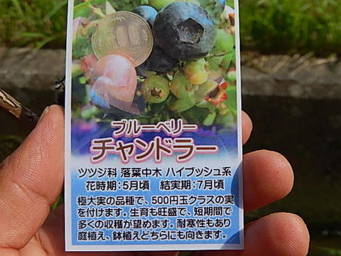 楽天市場 ブルーベリー苗 果樹 ブルーベリー大実 ブルーベリーチャンドラー 園芸百貨店何でも揃うこぼんさい