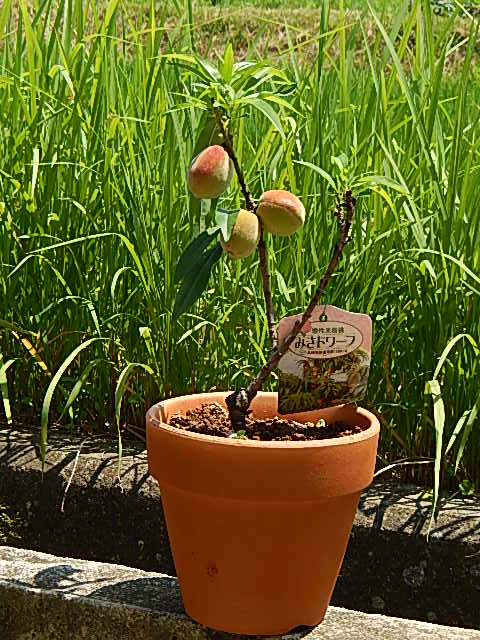 楽天市場 プレゼントに桃の木桃の鉢植え食べれるモモ 鉢植え 今季実がない状態でのお届けになります ボナンザピーチ 西洋桃 園芸百貨店何でも揃うこぼんさい