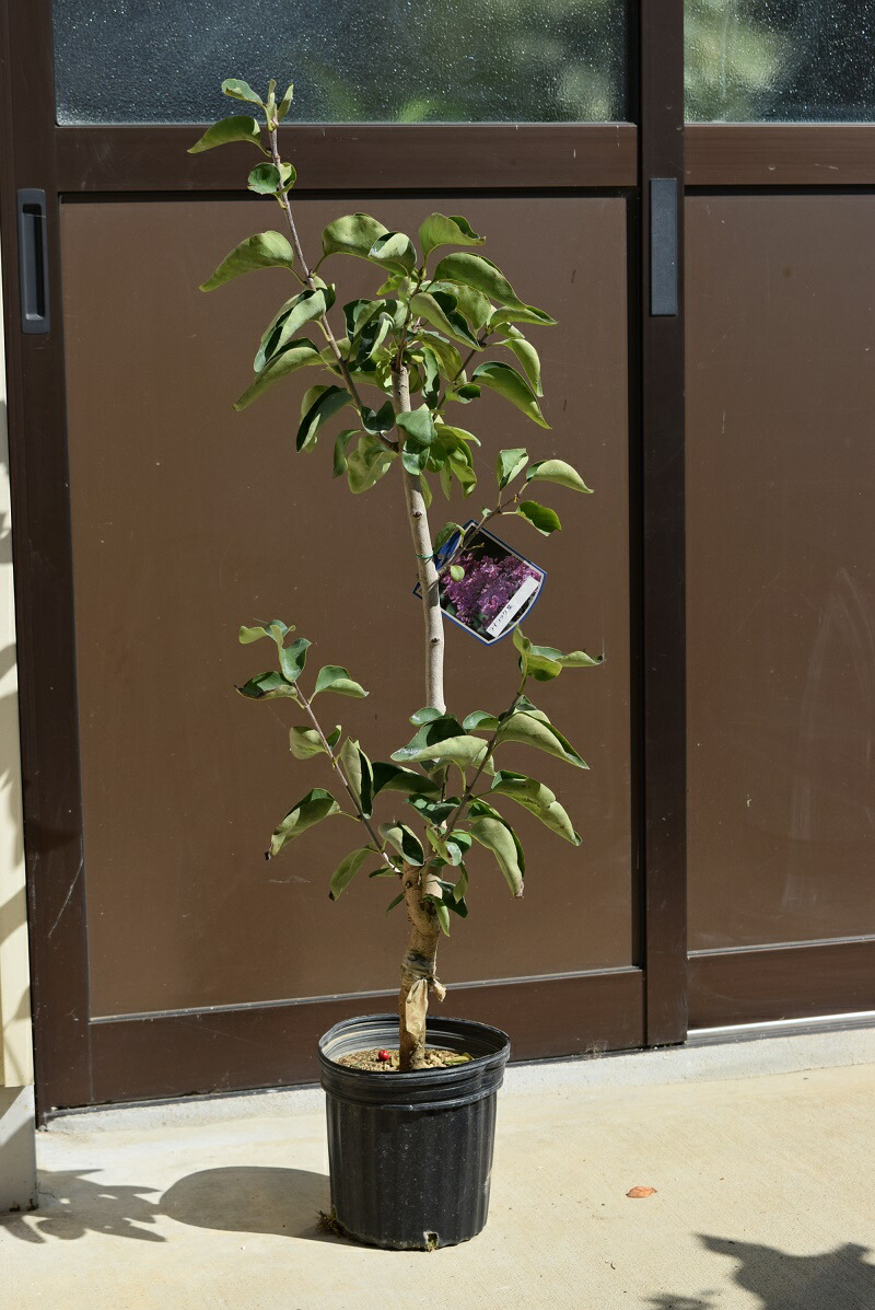 imgrc0069586446.jpg