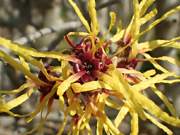 楽天市場 まんさく 園芸百貨店何でも揃うこぼんさい