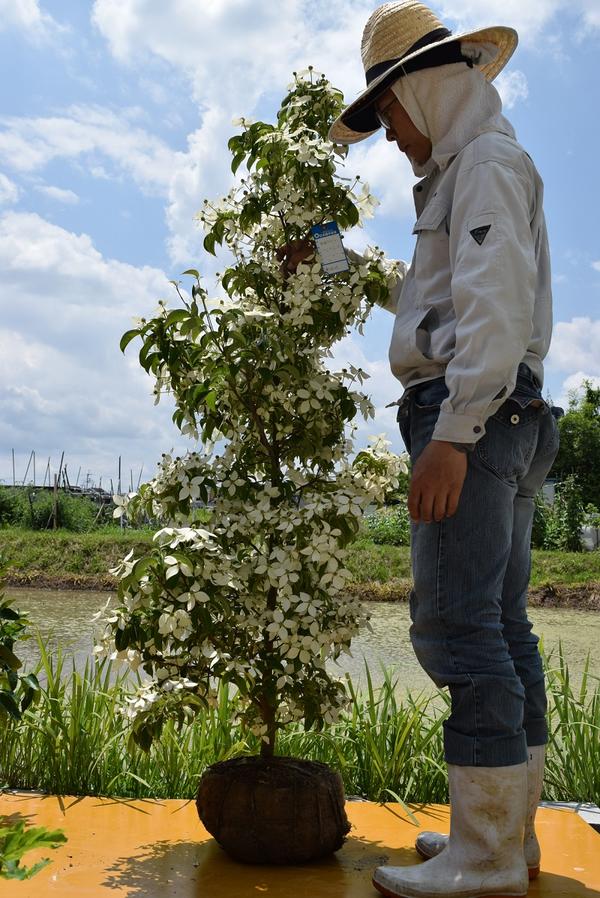 月光は常緑の葉で 花も咲きやすい 植木 品種です 21年花芽あり記念の植樹に立派なヤマボウシ苗シンボルツリー ガーデニング 農業 庭木苗 ホンコンエンシス月光苗常緑ヤマボウシ月光大きい苗 大苗のホンコンエンシス 園芸百貨店何でも揃うこぼんさい