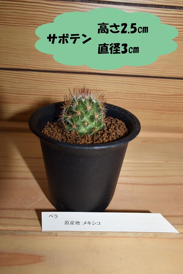 ベラ サボテン さぼてん 多肉植物 ミニサボテン Hotjobsafrica Org