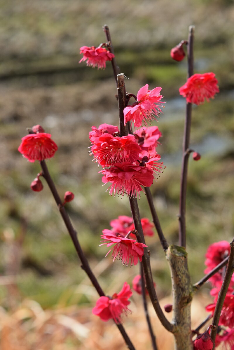 楽天市場】梅のお花と香り楽しむ 2025年2月～開花 梅盆栽 鹿児島