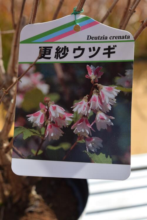 楽天市場 更紗ウツギ苗 サラサウツギ 更紗空木苗 園芸百貨店何でも揃うこぼんさい