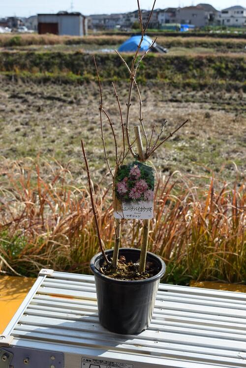 楽天市場 21年開花予定ウツギマギシャン紅花梅花空木 別名ベニバナバイカウギ苗 園芸百貨店何でも揃うこぼんさい