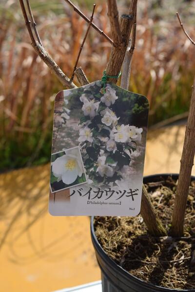 雲龍梅 古木 白花 7号ポットつき 特大❗ ② 雲龍梅 古木 白花 7号