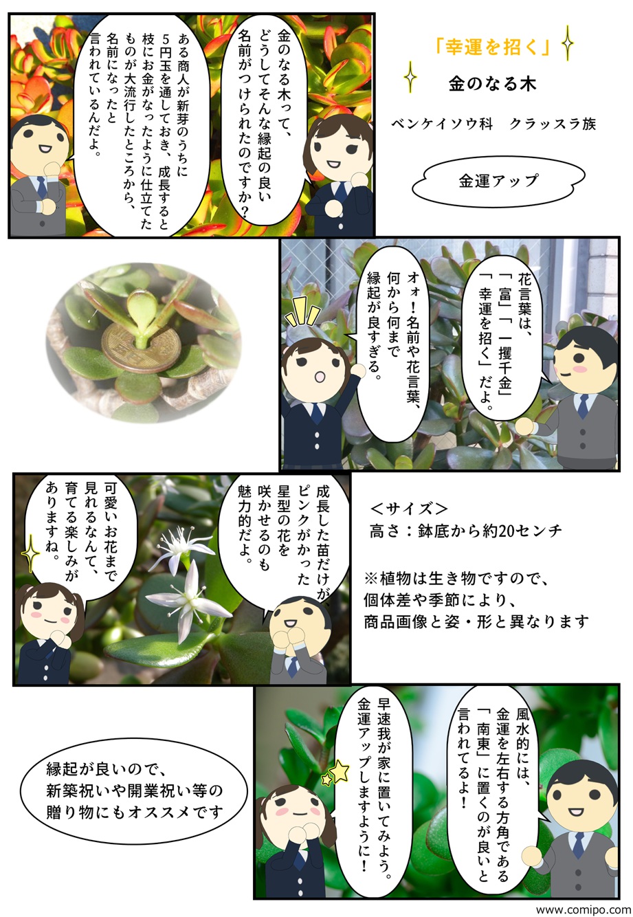 楽天市場 一味違うプレゼントに金のなる木 観葉植物 花月多肉植物 園芸百貨店何でも揃うこぼんさい