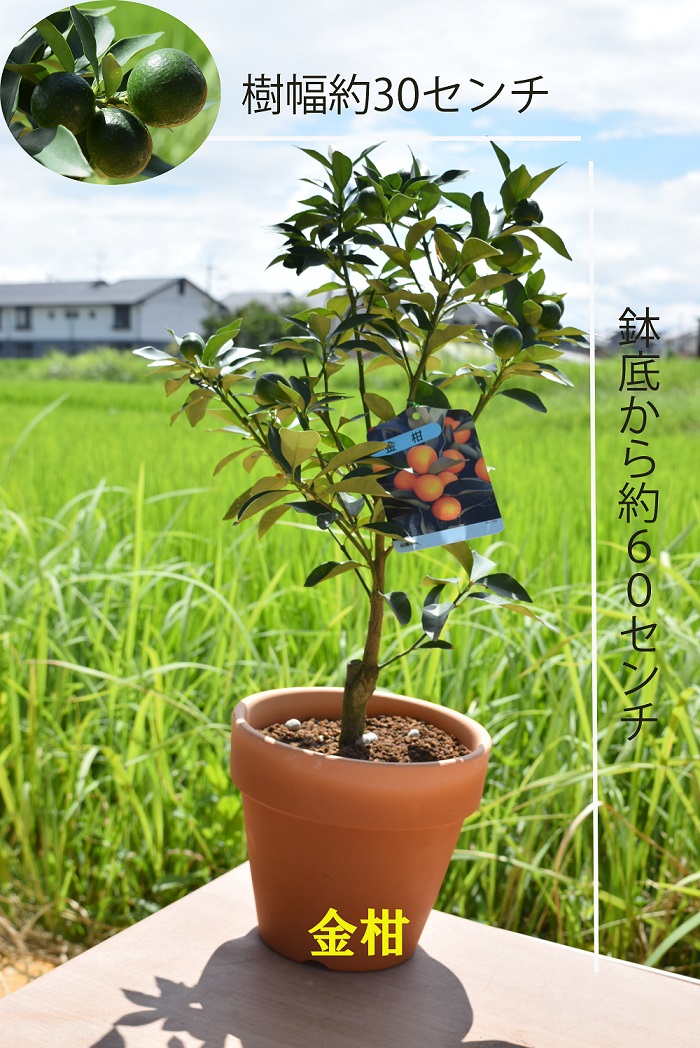 楽天市場 21年1月から2月のお届けは実付きです果樹鉢植え金柑鉢植えキンカン家庭で手頃に果樹栽培 園芸百貨店何でも揃うこぼんさい